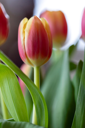 A close-up of a vibrant red and yellow tulip with lush green leaves, set against a softly blurred background containing others of its kind, capturing the beauty of spring.の写真素材