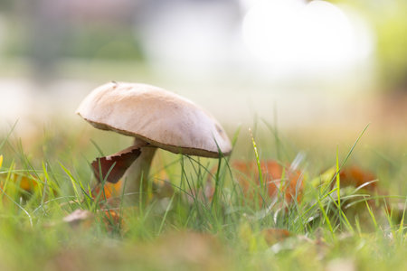 A side portrait of a solitary rough-stemmed bolete, scaber stalk or birch bolete mushroom stands tall in a lush, grassy field, surrounded by autumn leaves and bathed in soft, natural sunlight.の写真素材