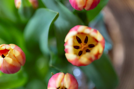 A top down closeup of a vibrant red and yellow tulip with lush green leaves, set against a softly blurred background containing others of its kind, capturing the beauty of spring.の写真素材