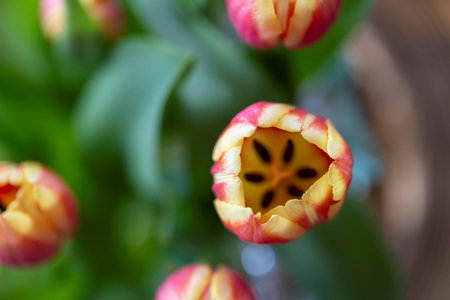A top down close up of a vibrant yellow and red tulip with lush green leaves, set against a softly blurred background containing others of its kind, capturing the beauty of spring.の写真素材