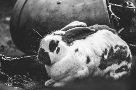 A black and white portrait of a rabbit sitting on the ground. The rabbit is white with black spots.の写真素材