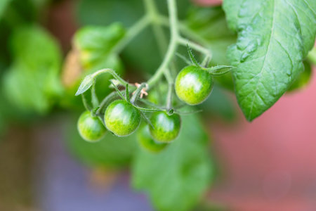 A portrait of green unripe tomatoes still hanging on the bush. The fresh vegetable is homegrown and is a great food source for vitamins.の写真素材