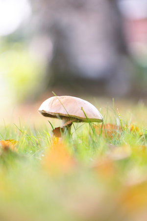 A vertical portrait of a birch bolete, solitary rough-stemmed bolete or scaber stalk mushroom stands tall in a lush, grassy field, surrounded by autumn leaves and bathed in soft, natural sunlight.の写真素材