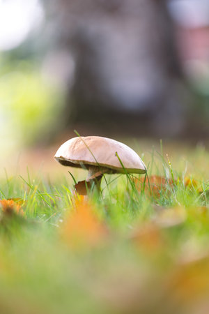 A vertical portrait of a birch bolete, scaber stalk or solitary rough-stemmed bolete mushroom stands tall in a lush, grassy field, surrounded by autumn leaves and bathed in soft, natural sunlight.の写真素材