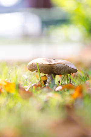 A vertical portrait of a scaber stalk, solitary rough-stemmed bolete or birch bolete mushroom stands tall in a lush, grassy field, surrounded by autumn leaves and bathed in soft, natural sunlight.の写真素材