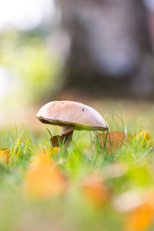 A vertical portrait of a scaber stalk, birch bolete or solitary rough-stemmed bolete mushroom stands tall in a lush, grassy field, surrounded by autumn leaves and bathed in soft, natural sunlight.の写真素材