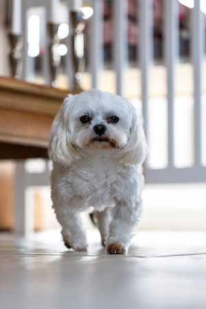 A vertical portrait of a cute white boomer dog, which is a mixed-breed, walking on the white tile...