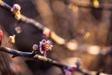 Quince flowers with light frost sparkle under warm sunlight, capturing the season's quiet beauty.の写真素材