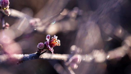 Quince blossoms adorned with frost radiate serene elegance in the soft glow of sunlight.の写真素材