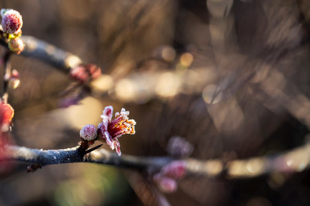 Delicate quince blossoms with a light frost glisten in the sunlight, highlighting the serene beauty of winter.の写真素材