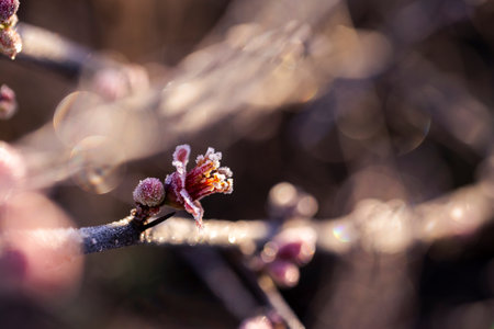Frosted quince flowers in sunlight create a visual harmony between light and texture.の写真素材