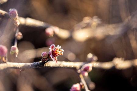 Quince blossoms with frost and sunlight create a captivating depiction of seasonal transformation.の写真素材