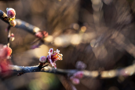 Macro view of frosted quince flowers captures intricate textures and the charm of seasonal transitions.の写真素材