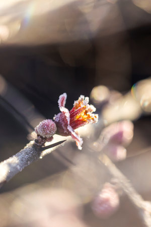 A macro perspective reveals the textured beauty of frosted quince flowers in a winter setting.の写真素材