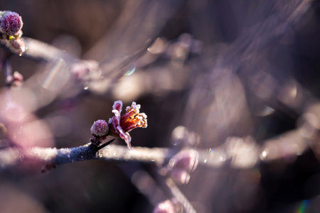 Frozen quince flowers glisten brightly in the morning light, embodying the essence of winter.の写真素材