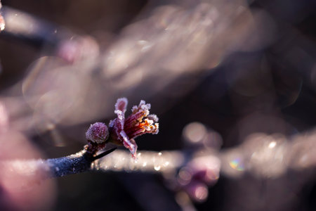 Frozen quince flowers illuminated by sunlight embody the tranquil beauty of a winter day.の写真素材