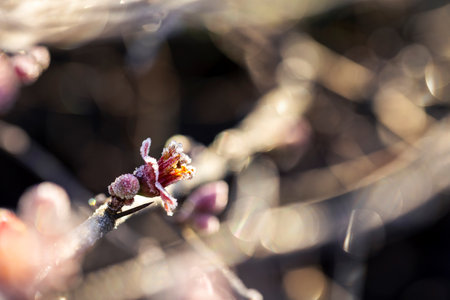 A gentle frost coats quince blossoms, sparkling under the soft light of a winter sunrise.の写真素材