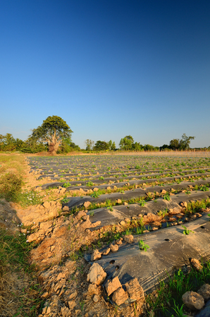 Vegetable gardenの写真素材