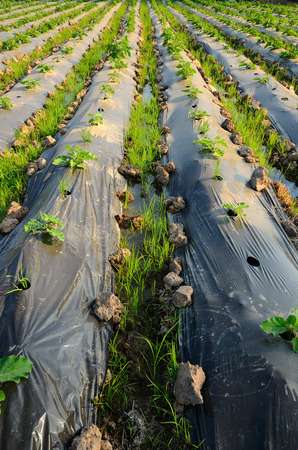 Vegetable gardenの写真素材