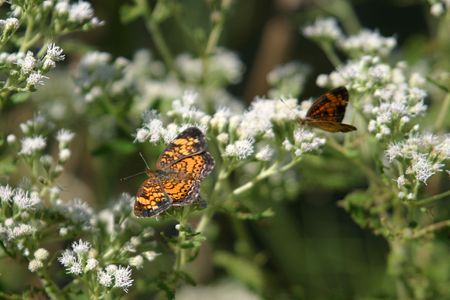 Two butterflies on weed with small white flowers.の写真素材