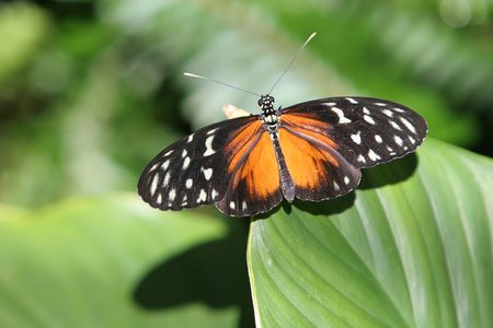 Orange and black butterfly on hosta leaf.