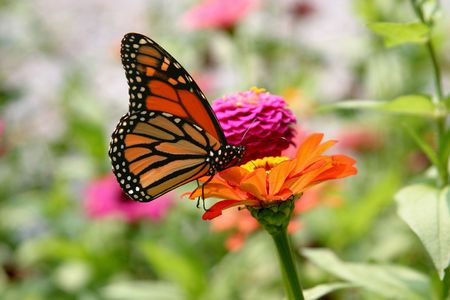 Monarch butterfly on dahlia