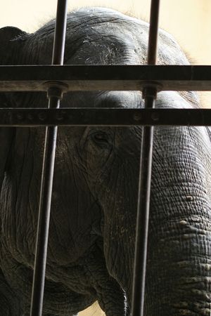 Elephant face behind cage bars.の写真素材