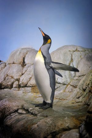 Penguin with beak towards the sky and flapping wings on rocks.の写真素材