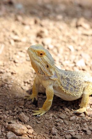 Desert lizard in natural habitat.の写真素材