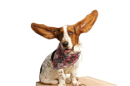 Bassett hound with upraised ears.の写真素材