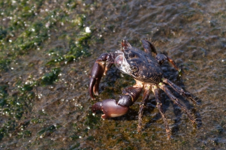 A crab is a water-dwelling creature, a decapod crustacean of the infraorder Brachyura の写真素材