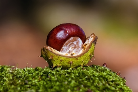 Chestnut in a shell on a mossの写真素材