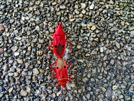 Focuses on red insects on the ground.の写真素材