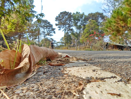Focus on the leaves falling on the road.