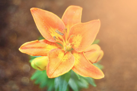 Lily flower in the park. /The design concept of lilies. /A warm tone.の写真素材