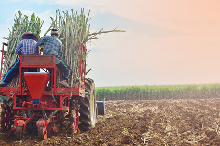 Sugarcane cultivation using farm machinery. /Warm colorsの写真素材