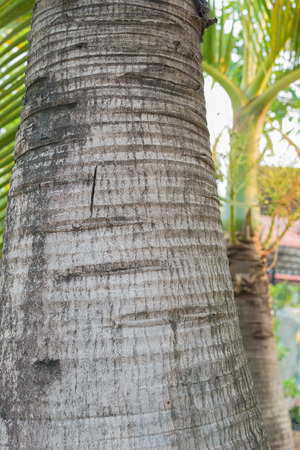 bark of tree textureの写真素材