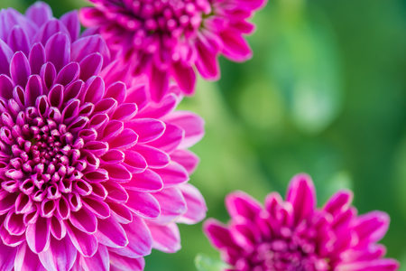 close up of beautiful flower and petalsの写真素材