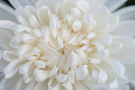 close up of beautiful flower and petalsの写真素材