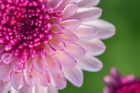 close up flower  pink abstract backgroundの写真素材