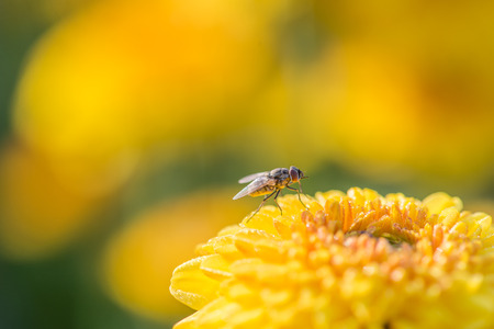 close up yellow flower and a fly abstract backgroundの写真素材