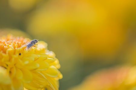 close up yellow flower and a fly abstract backgroundの写真素材
