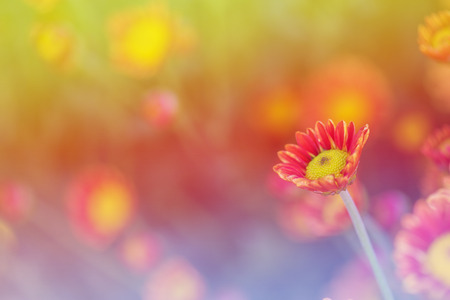 close-up of pink flowers with soft-focus in sun lightの写真素材