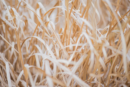hay or dry grass backgroundの写真素材