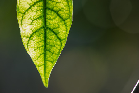 close up of green leaf  isolated on white backgroundの写真素材