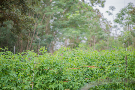 tomato tree grow up in gardenの写真素材