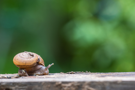 Close up of dirty snail crawling or moving slow along a wooden table.の写真素材