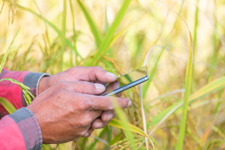 Close up of Farmer hand using mobile phone or tablet Standing in the rice field with sickle, scythe or hook  for harvesting.の写真素材