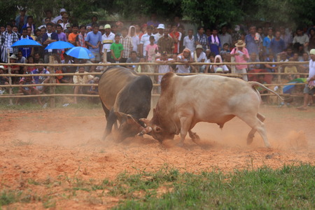 bullfighting festival , NakornSriTammarat Province, Thailandのeditorial素材