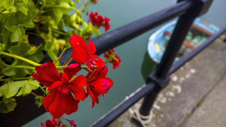 Flowers and Boats at Dartmouth UKの写真素材